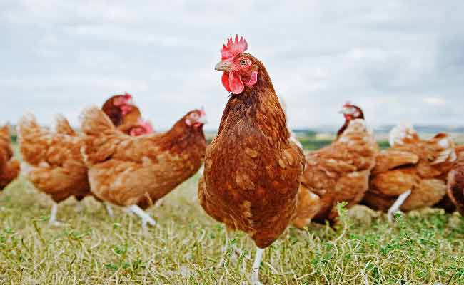 cage-free-eggs-