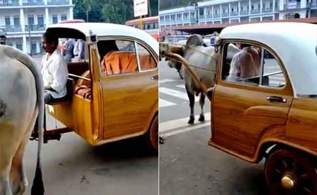 viral bull cart
