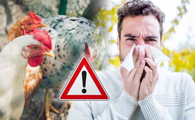 bird flu-1