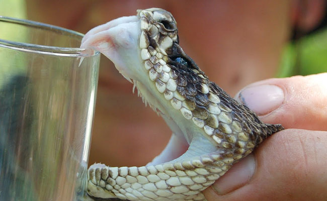 snake-poison