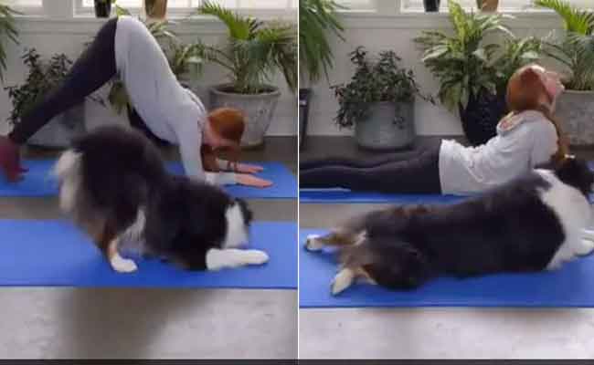 Dog-yoga