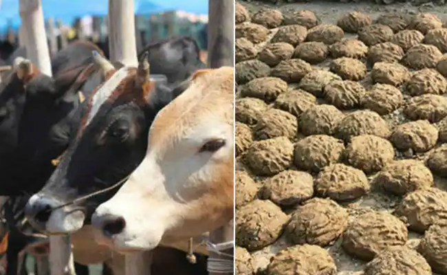 cow-dung