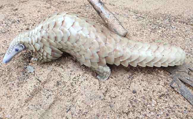 Pangolins