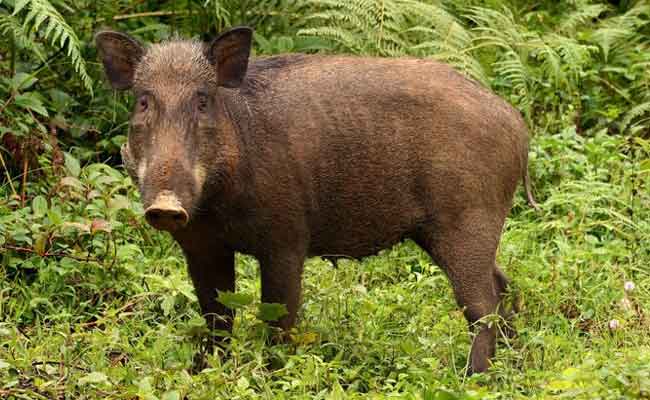 wild-boar