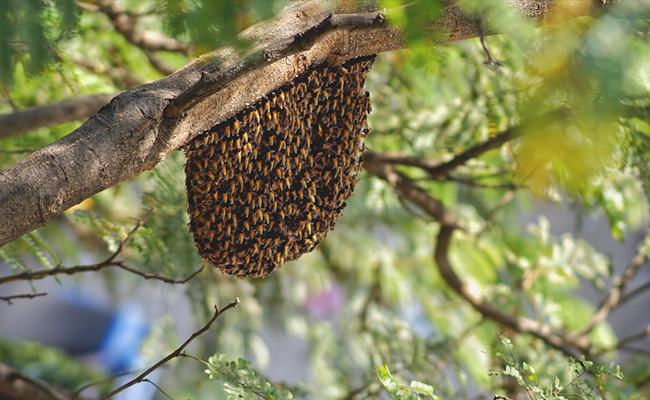 honeybee-