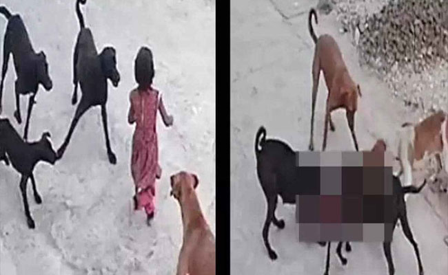 Girl dragged-by dogs
