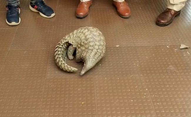 Pangolin