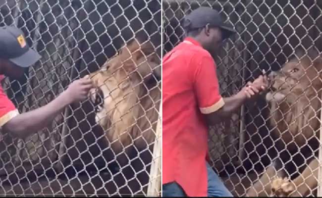 Zookeeper Has Finger Bitten Off By Lion