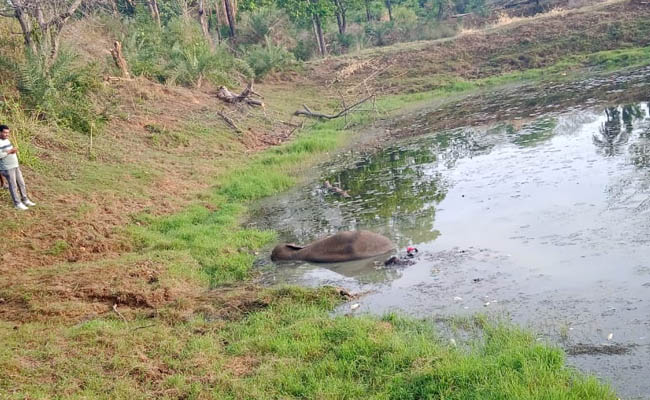 Elelphant stuck in mud