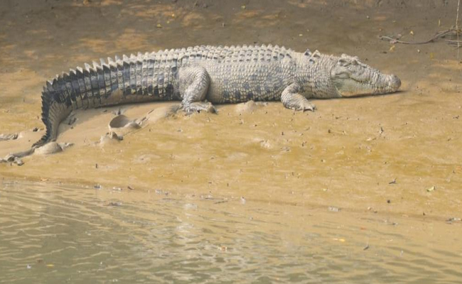 crocodile