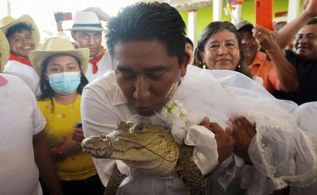mexico-mayor-marries-alligator