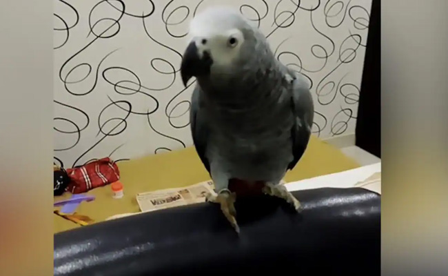 _parrot-
