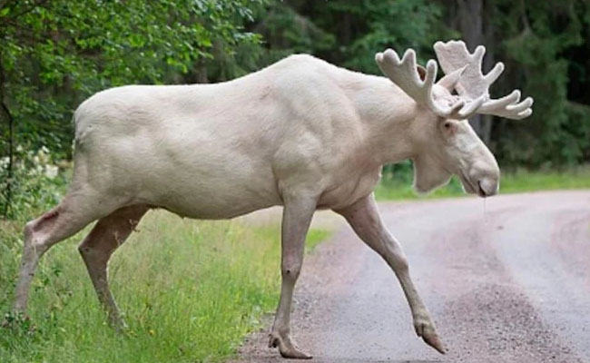 White Moose