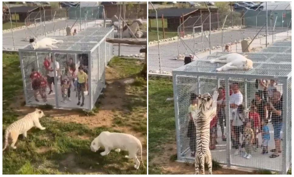 Unique Zoo