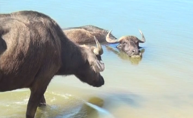 chilika buffalo