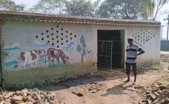 Cow Shed